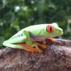Red Eyed Tree Frog Photo