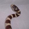 Californian King Snake Photo