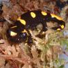 Fire Salamander Photo