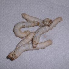 Silkworms