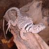 Eastern Collared Lizard Photo