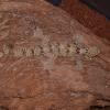 Flying Gecko Photo
