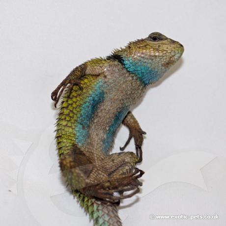 emerald swift male underside exotic pets use