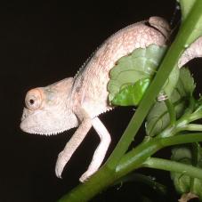 Panther Chameleon