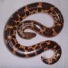 Mullers Sand Boa Photo