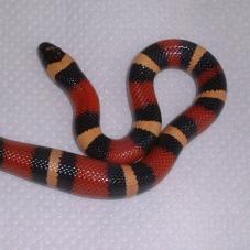 Pueblan Milk Snake