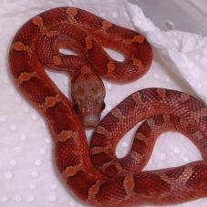 Corn Snake
