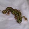 Southern Pygmy Marbled Newt Photo