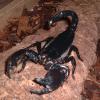 Emperor Scorpion Photo