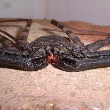 Tail-less Whip Scorpion