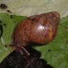East African Land Snails Photo