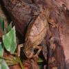 Pitless Pygmy Chameleon Photo