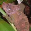 Von Hohnels Chameleon Photo