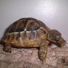 Hermans Tortoise