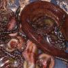 Ecuadorian Rainbow Boa Photo