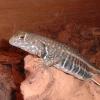 Butterfly Lizard Photo