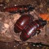 Madagascan Hissing Cockroaches Photo