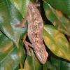 Side Striped Chameleon Photo