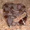 Red Tailed Boa Constrictor Photo