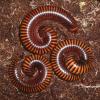 Amber Millipedes Photo