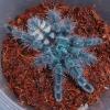 Martinique Pink Toe Tarantula Photo