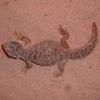 Egyptian Uromastyx Photo