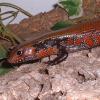 True Fire Skink Photo