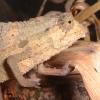 Kenyan Pygmy Chameleon Photo