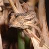 Kenyan Pygmy Chameleons head photo