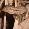 Kenyan Pygmy Chameleon pattern photo