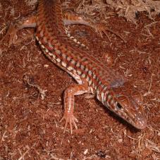 Southern Long Tailed Lizard