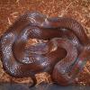 Brown House Snake Photo