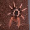 Columbian Giant Tarantula Photo