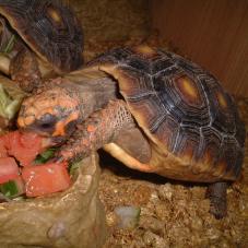 Red Foot Tortoise