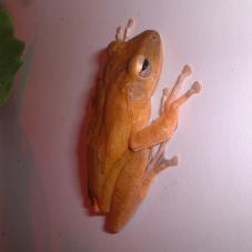 Asian Flying Frog