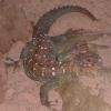 Ocellated Uromastyx Photo