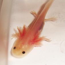Axolotl
