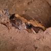 Asian Painted Bullfrog or Chubby Frog Photo