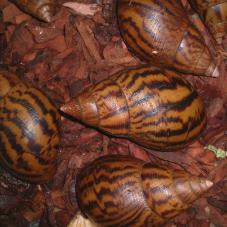 Ghana Tiger Snail