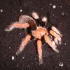 Mexican Blood Leg Tarantula Photo