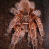 Chile Rose Tarantula Photo