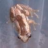 Striped Spiny Reed Frog Photo