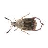 Bean Weevil Photo