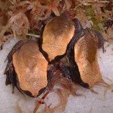 False Tomato Frog