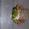 Ghana Reed Frog Photo