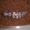Giant Black Camel Spider Photo