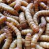 Mealworms Photo