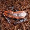 Fire Frog Photo