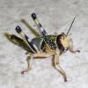 Locusts Photo