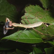 Madagascan Marbled Praying Mantis
